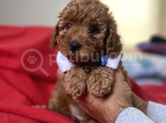 Anne Altindan Red Toy Poodle Yavruları görsel