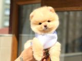 Ayıcık Suratlı Pomeranian Boo Yavrumuz