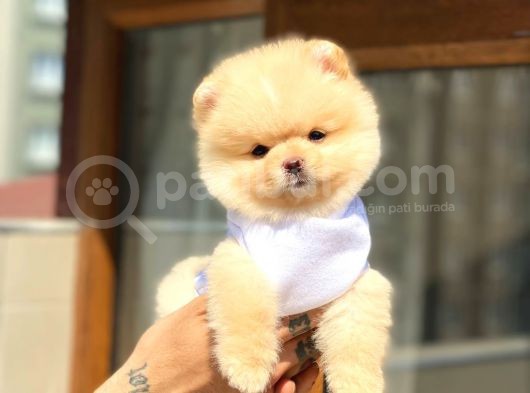 Ayıcık Suratlı Pomeranian Boo Yavrumuz görsel
