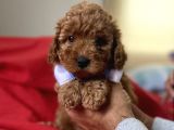 Anne Altindan Red Toy Poodle Yavruları