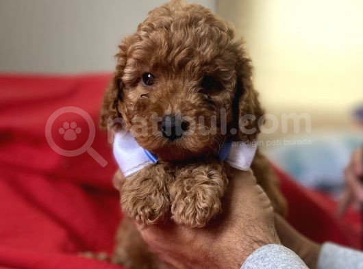 Anne Altindan Red Toy Poodle Yavruları görsel