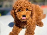 Bebek Surat Toy Poodle Yavrular