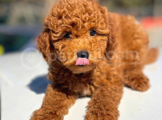 Bebek Surat Toy Poodle Yavrular