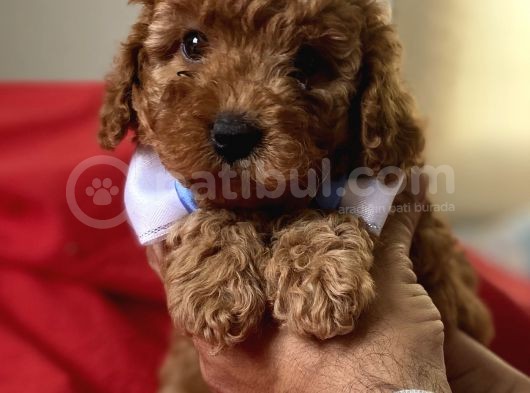 Anne Altindan Red Toy Poodle Yavruları görsel