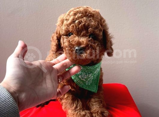 Safkan Toy Poodle Yavrularımız