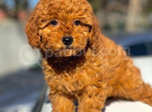 Bebek Surat Toy Poodle Yavrular görsel