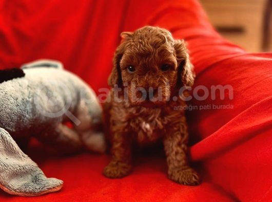 Orji̇nal Red Toy Poodle görsel