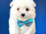 Tatli Maltese Terri̇er
