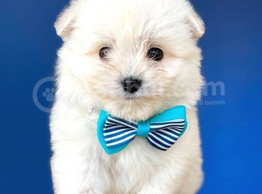 Tatli Maltese Terri̇er