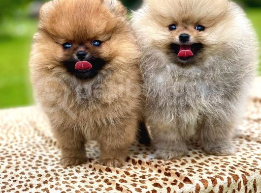 Show Kali̇te Pomerani̇an Boo Bebekler görsel