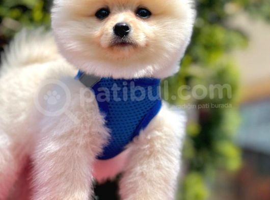 Safkan Pomeranian Boo Yavrularımız görsel