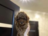 Red Brown Toy Poodle Yavrular