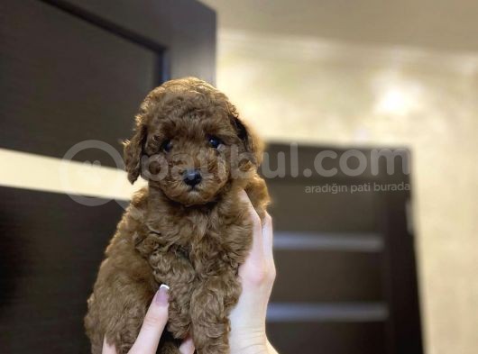 Red Brown Toy Poodle Yavrular görsel