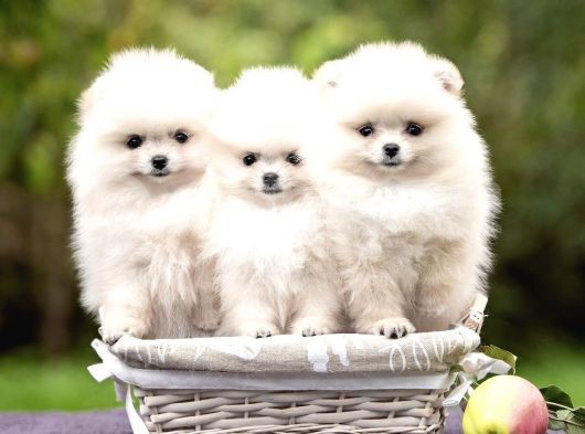 Ayı Surat Sevimli Mini Boy Pomeranian görsel