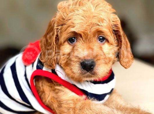 Show Kalite Maltipoo Yavrular görsel