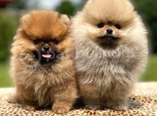 Show Kali̇te Pomerani̇an Boo Bebekler görsel