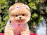 Safkan Pomeranian Boo Yavrularımız