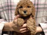 Bebek Surat Toy Poodle Yavrular