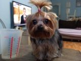 Yorkshire Terrier