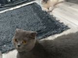 Safkan Irk British Shorthair&Scottish Fold Bebişler