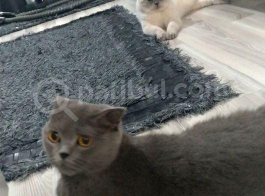 Safkan Irk British Shorthair&Scottish Fold Bebişler görsel