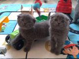 Safkan Irk British Shorthair&Scottish Fold Bebişler