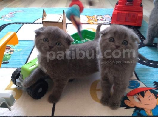 Safkan Irk British Shorthair&Scottish Fold Bebişler