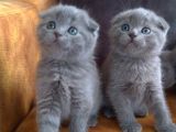 Safkan Irk British Shorthair&Scottish Fold Bebişler