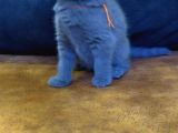 Safkan Irk British Shorthair&Scottish Fold Bebişler