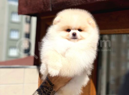 Pomeranian Boo Teddy Face Mini Erkek Yavrumuz görsel