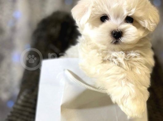 Mini Boy Maltese Sevimli Yavrular