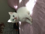 Annesi BRİTİSH Silver Babası ANKARA KEDİSİ