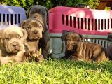 Cane Corso Yavrular