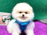 Pomeranian Boo Teddy Face Erkek Yavrumuz