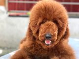 Red Brown Standart Dev Poodle