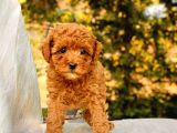 Red Brown Toy Poodle