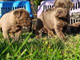 Cane Corso Yavrular