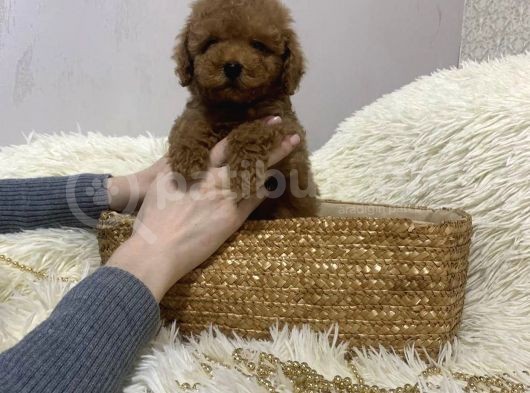 Red Brown Toy Poodle Yavrular görsel
