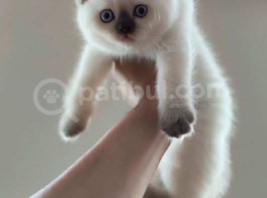 British Shorthair Blue Point Çikolata görsel