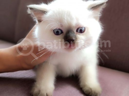 British Shorthair Blue Point Çikolata görsel