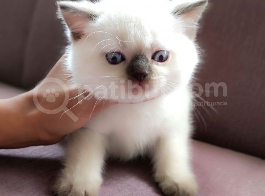 British Shorthair Blue Point Çikolata görsel