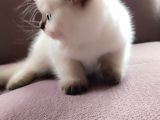 British Shorthair Blue Point Çikolata