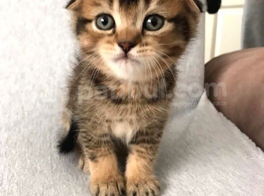 Scottish Fold 45 Günlük