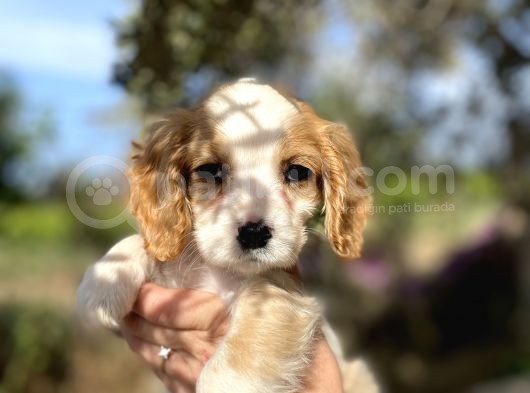 Cavalier King Charles görsel