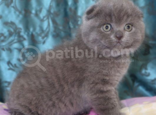 Efsane Scotti̇sh Fold görsel