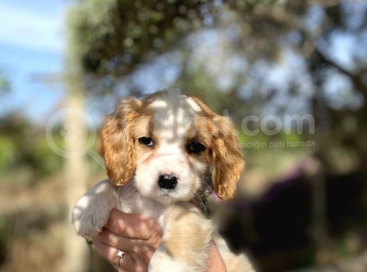Cavalier King Charles görsel