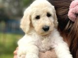 Irk Ve Saglik Garantili Standart Boy Poodle Bebekler