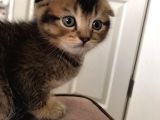 Scottish Fold 45 Günlük