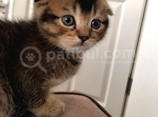 Scottish Fold 45 Günlük görsel