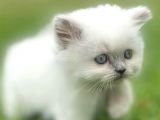 Longhair Blue Point Secereli Erkek